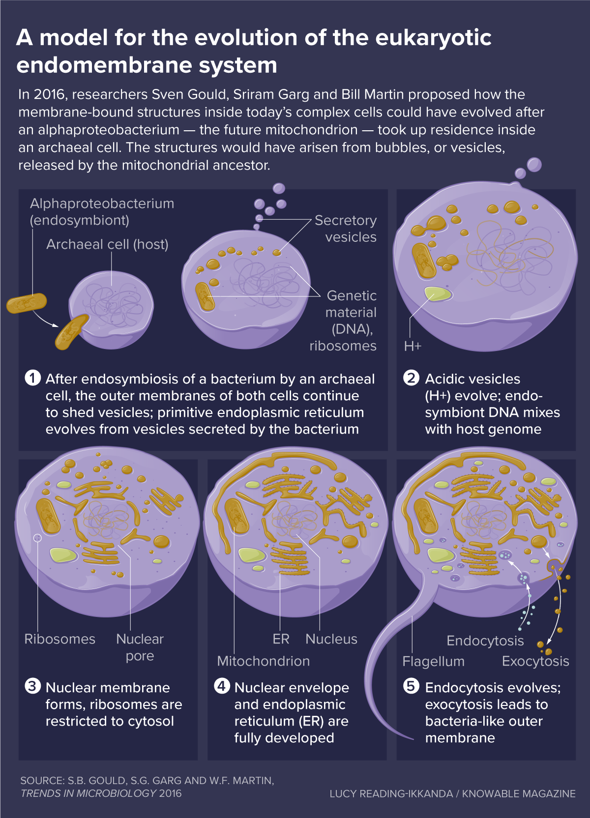 A graphic walks us through the model by Gould, Martin and Garg for the evolution of organelles inside eukaryotic cells.