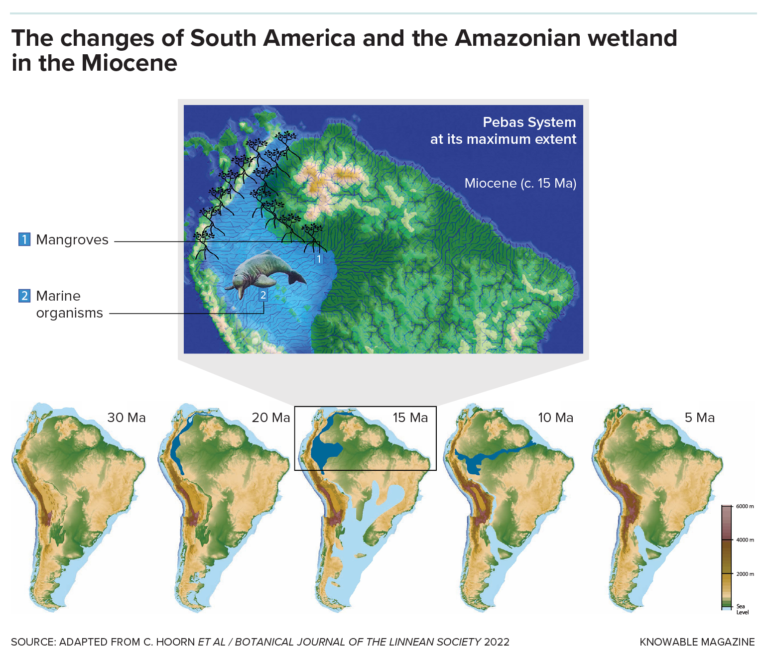 Top graphic depicts the Pebas System at its maximum extent during the high sea level of the mid-Miocene. Below, several maps of South America show the evolution of the continent, with the uplift of the Andes and the creation of the Amazon basin in a period from 30 million years ago to 5 million years ago.