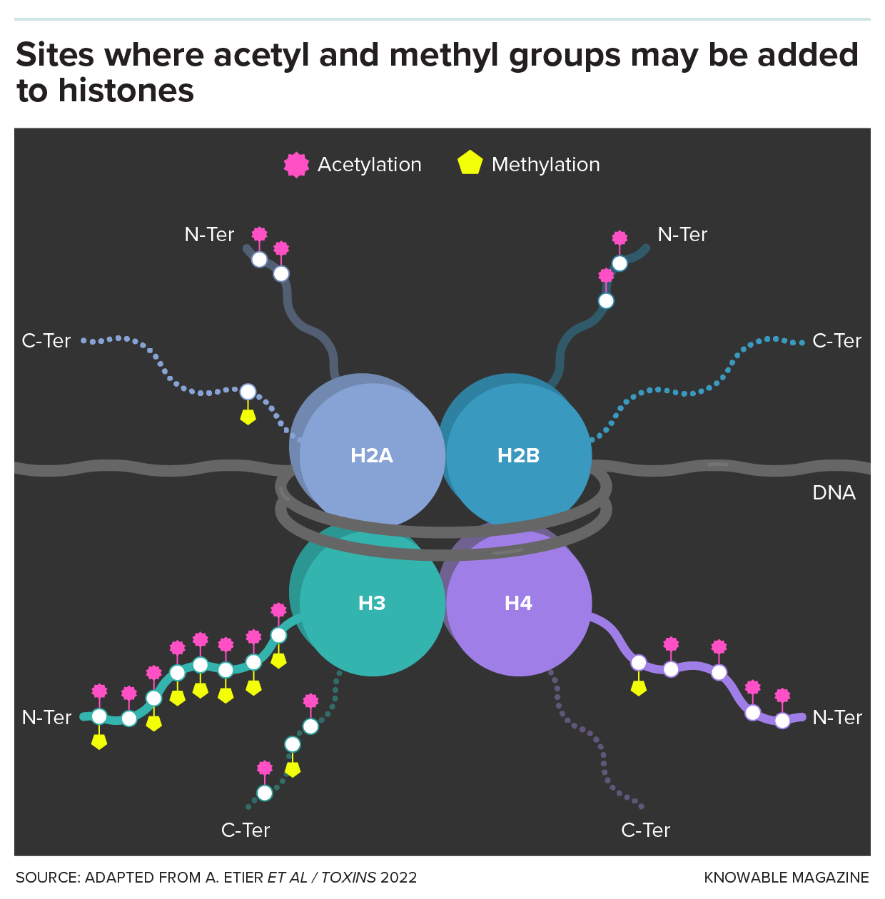 Graphic shows the structure of a nucleosome, with 8 histone proteins with DNA wrapped around it. Long tails are visible, studded with icons representing additions of acetyl and methyl groups.