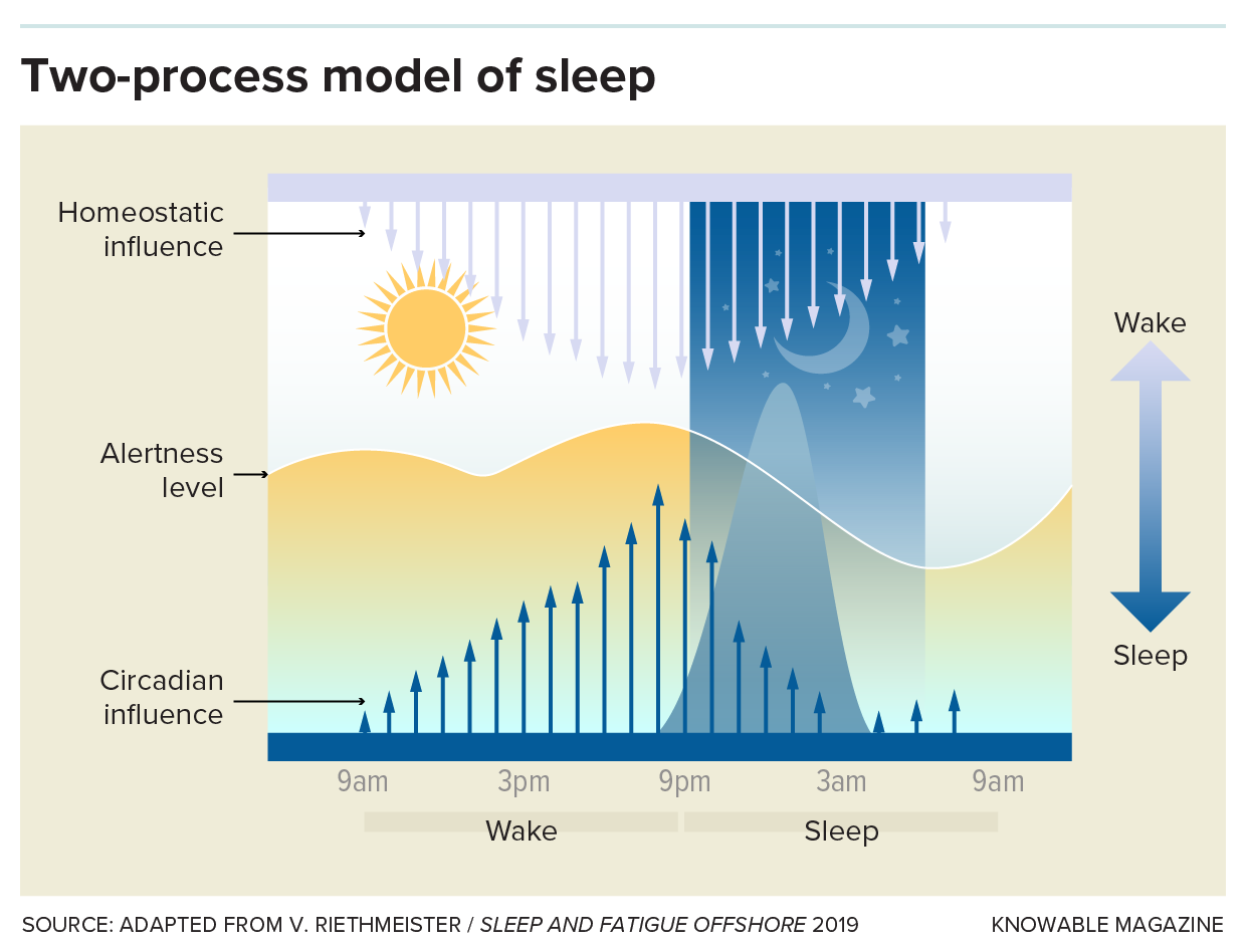 A graphic displays the two-process model of sleep. Arrows show the homeostatic influence steadily rising during the day and declining at night. Other arrows show the circadian influence. Alertness levels and melatonin levels are shown by two curves.