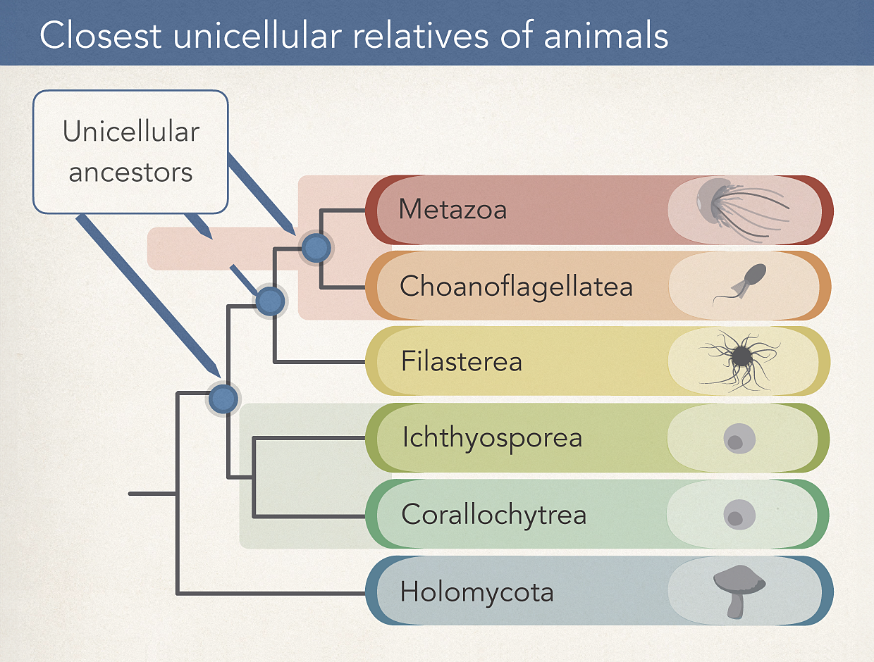 An evolutionary tree illustrates the four closest cousins of the group that led to animals, as well as the more distantly related group that includes fungi.