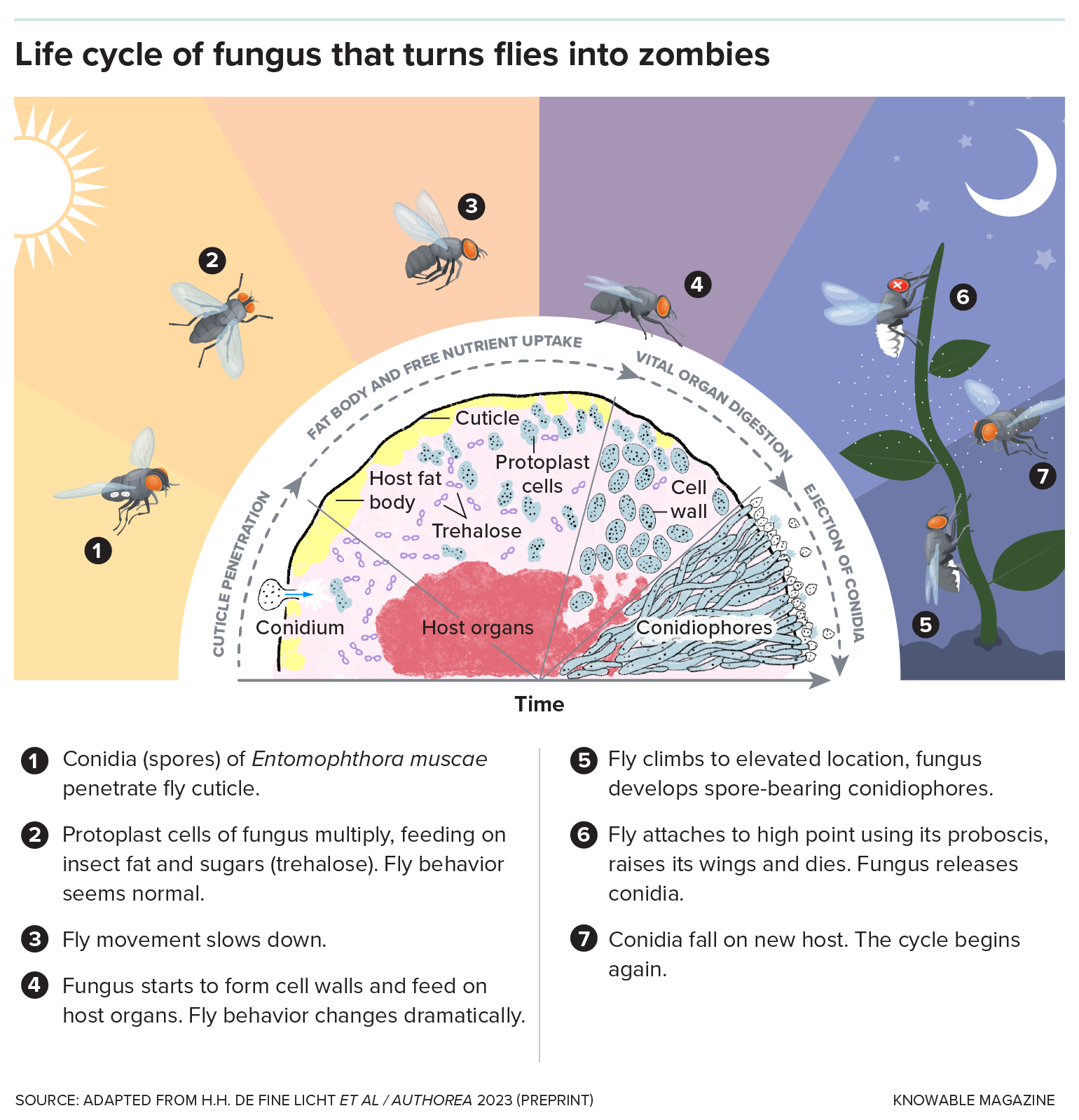 A graphic depicts the life cycle of E. muscae, showing how the spores land on the fly cuticle, penetrate it, grow inside the host tissue, develop cell walls and eventually devour the vital organs. As sunset draws nearer, the fungus turns the fly into a “zombie” — making it climb to an elevated location and stick to the surface with its proboscis. It lifts its wings and dies. Fungal spores shoot from the fly’s corpse and infect new flies.