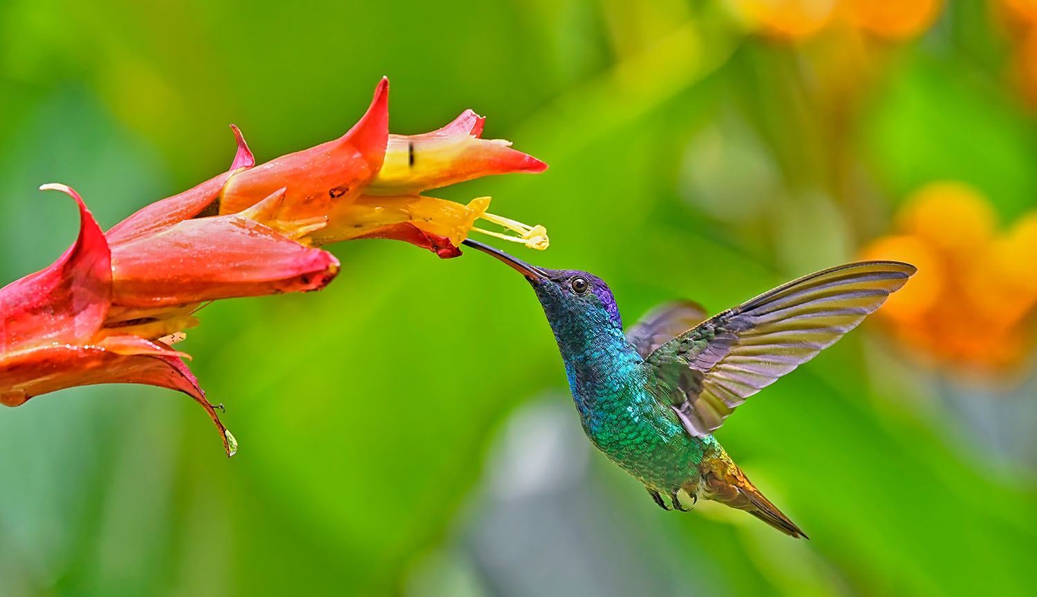 A colorful hummingbird hovers at a flower, feeding with a long beak.