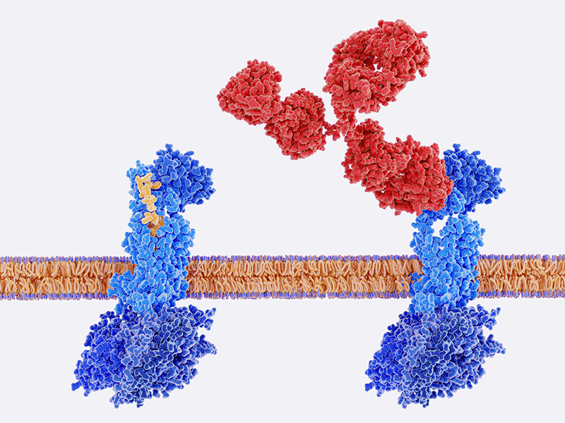 An illustration shows two CGRP receptors, one bound to CGRP and one in which an antibody prevents that binding.