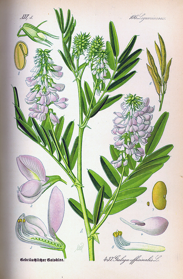 Illustration of a lilac blossom