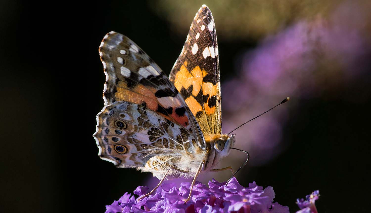 A brightly colored butterfly sits on a flower, feeding.