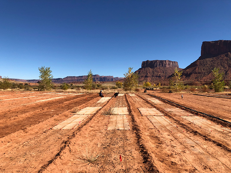 Photo shows study plots marked out in red desert soil