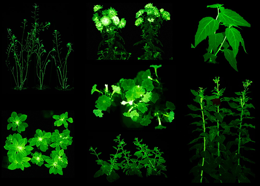 Photos of six kinds of plants glowing green against a black background.