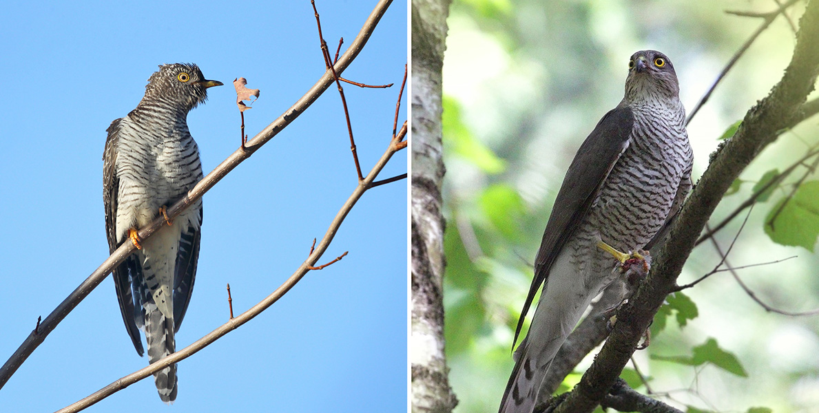 Side-by-side photos show two birds that both look like small hawks.