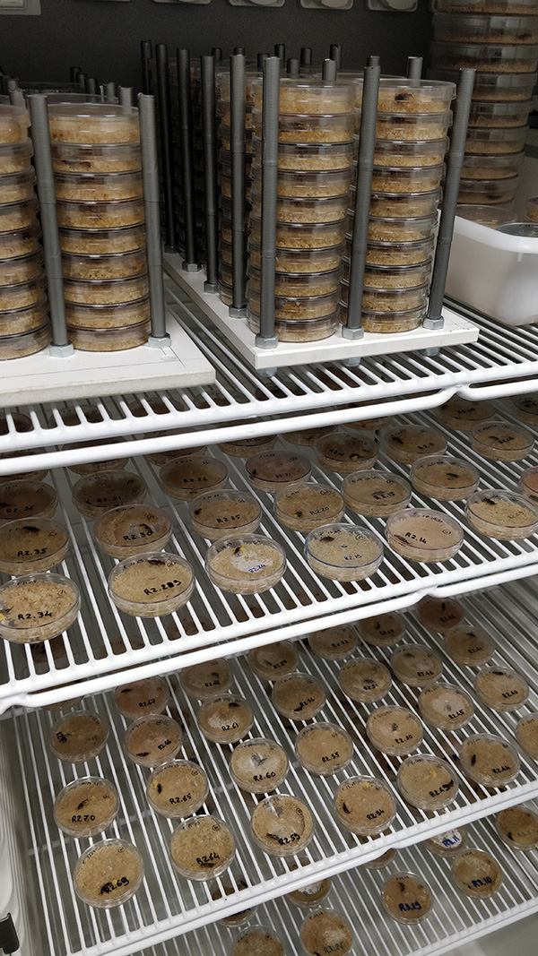 Photograph of lots of petri dishes, in stacks or placed singly, on metal trays.