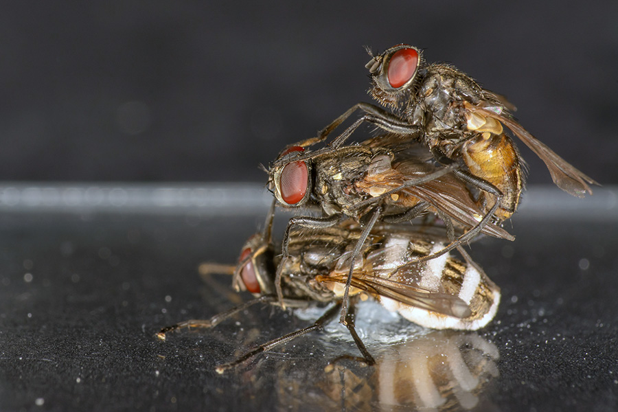 Image shows a dead female fly infected by E. muscae. On top of her, two male flies are trying to mate, one above the other.