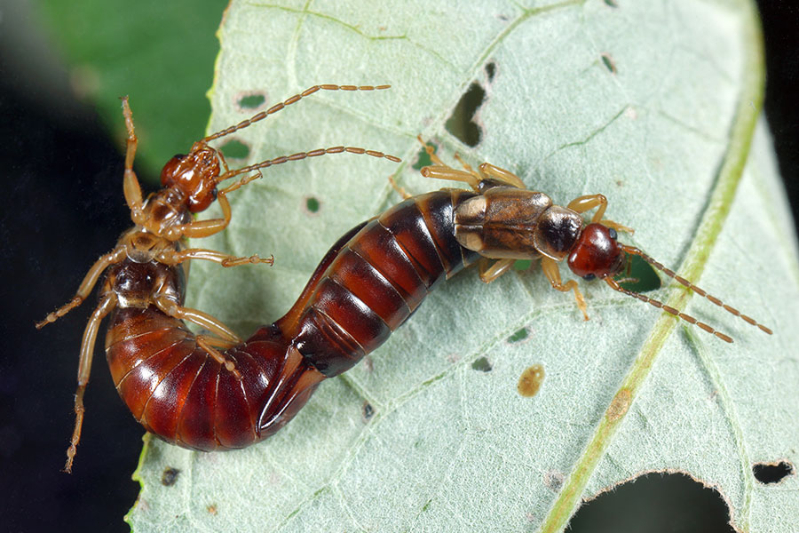 Photo of two earwigs mating on a leaf. Their bodies are twisted.