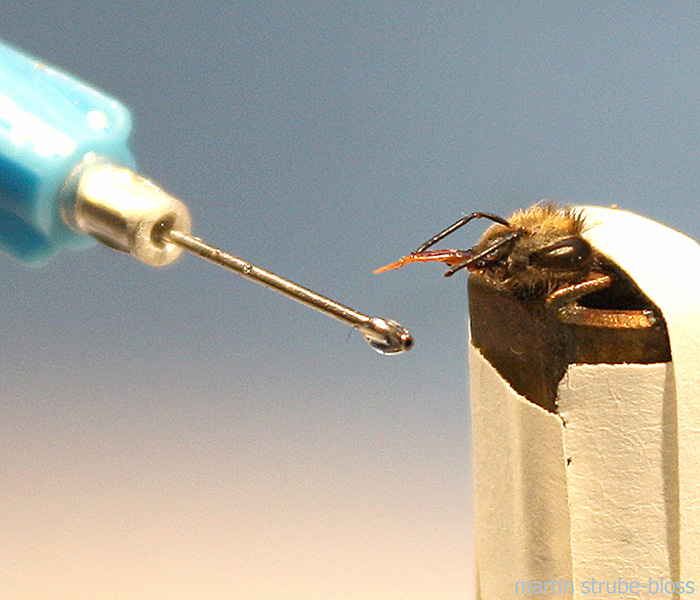 A bee held in a small container with its head sticking out extends its proboscis toward a pin with a drop of liquid on the end of it.