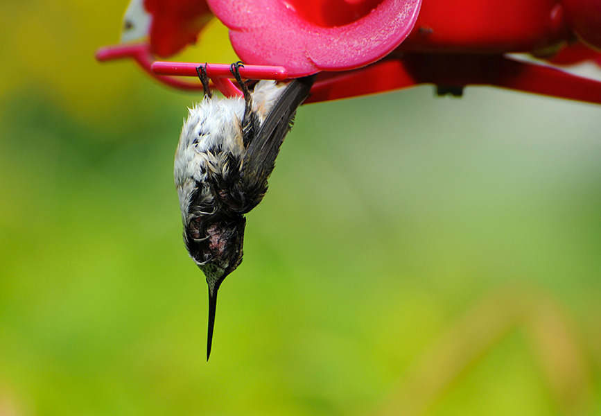 A hummingbird hangs upside down from a feeder.