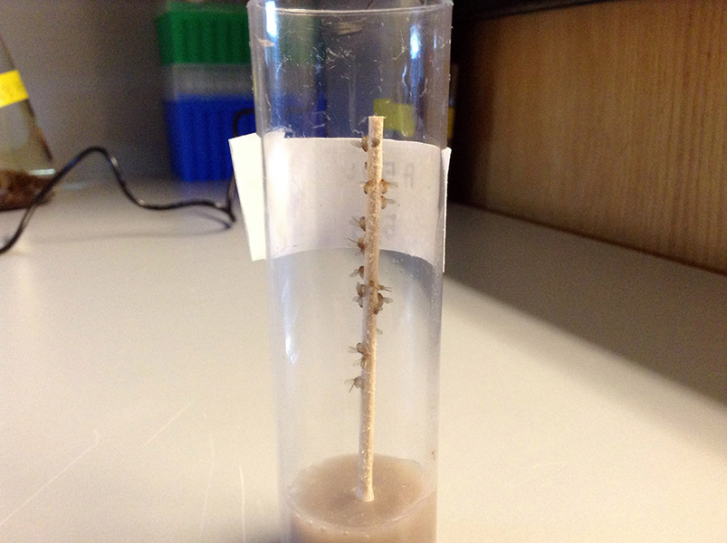 Photo of a wooden dowel standing upright inside a glass tube. Stuck all over the dowel are dead Drosophila flies.