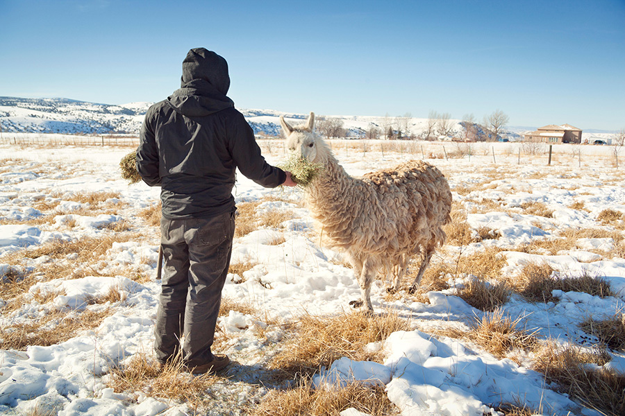 A rancher feeds a llama in a snowy field.