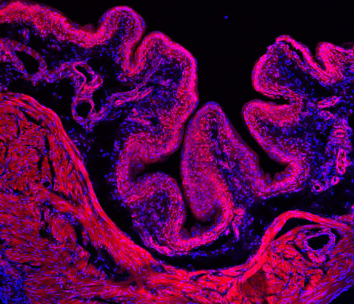 Cross-section of a mouse bladder