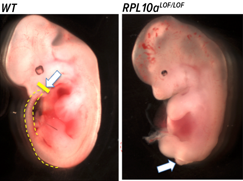 Microscope photo of two mouse embryos side by side. The one on the right is lacking its hind parts including tail.