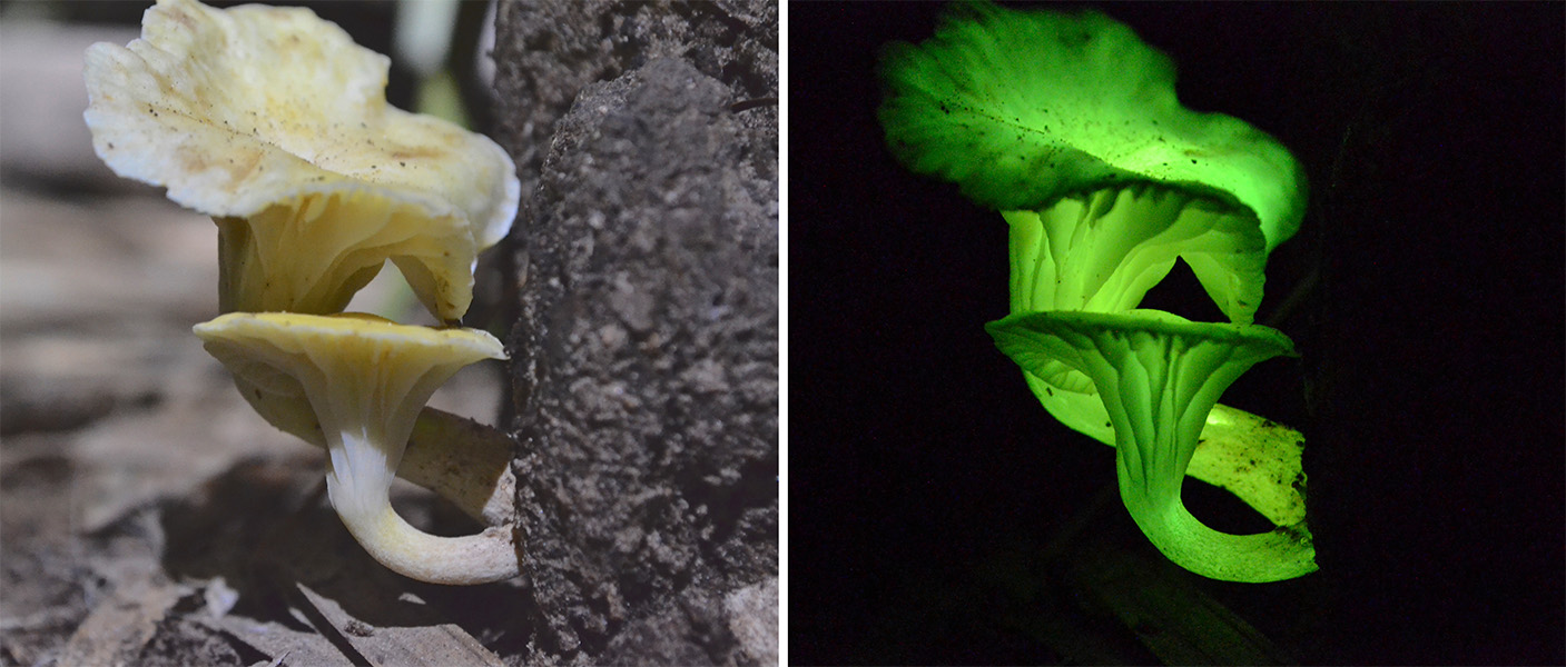 A mushroom growing on a log in daylight, the same mushroom glowing green in the dark.