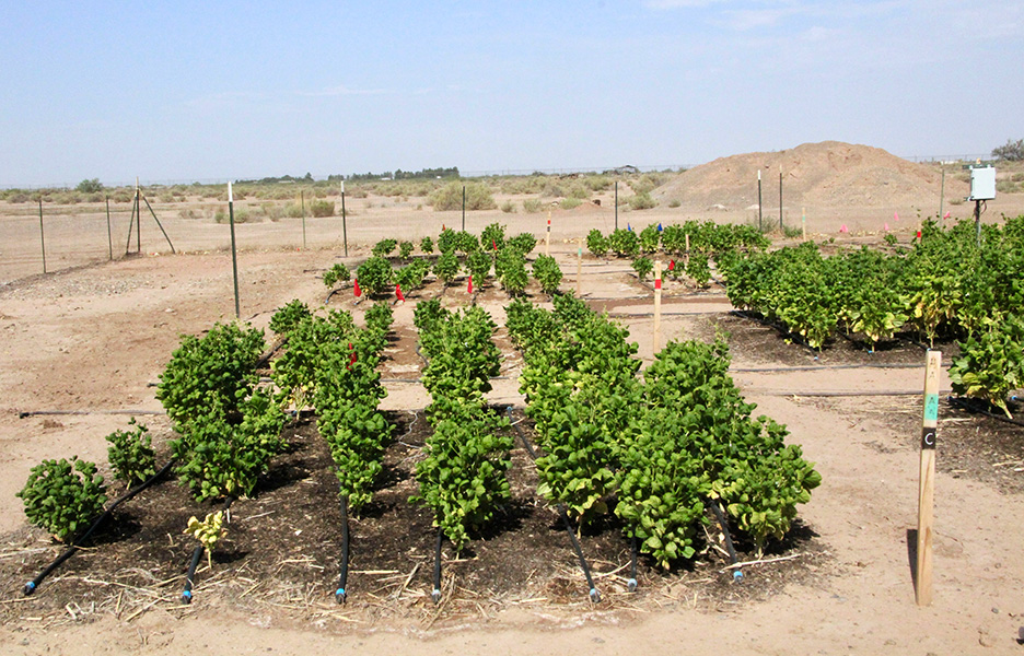 Photo of rows of pinto beans, growing in several clusters, under a pale blue sky.