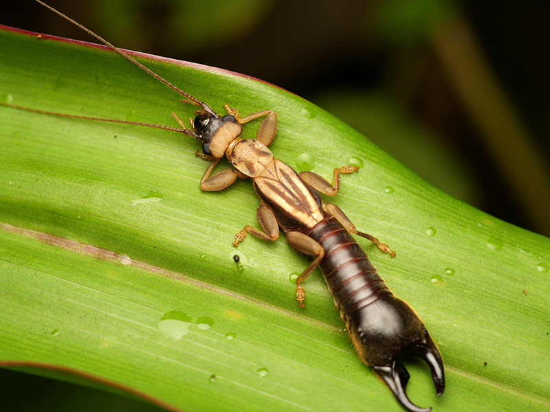 An earwig straddles an earwig on a leaf.