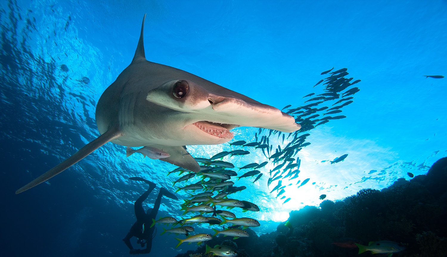 A hammerhead shark swims in the ocean; behind it, a school of fish can be seen.