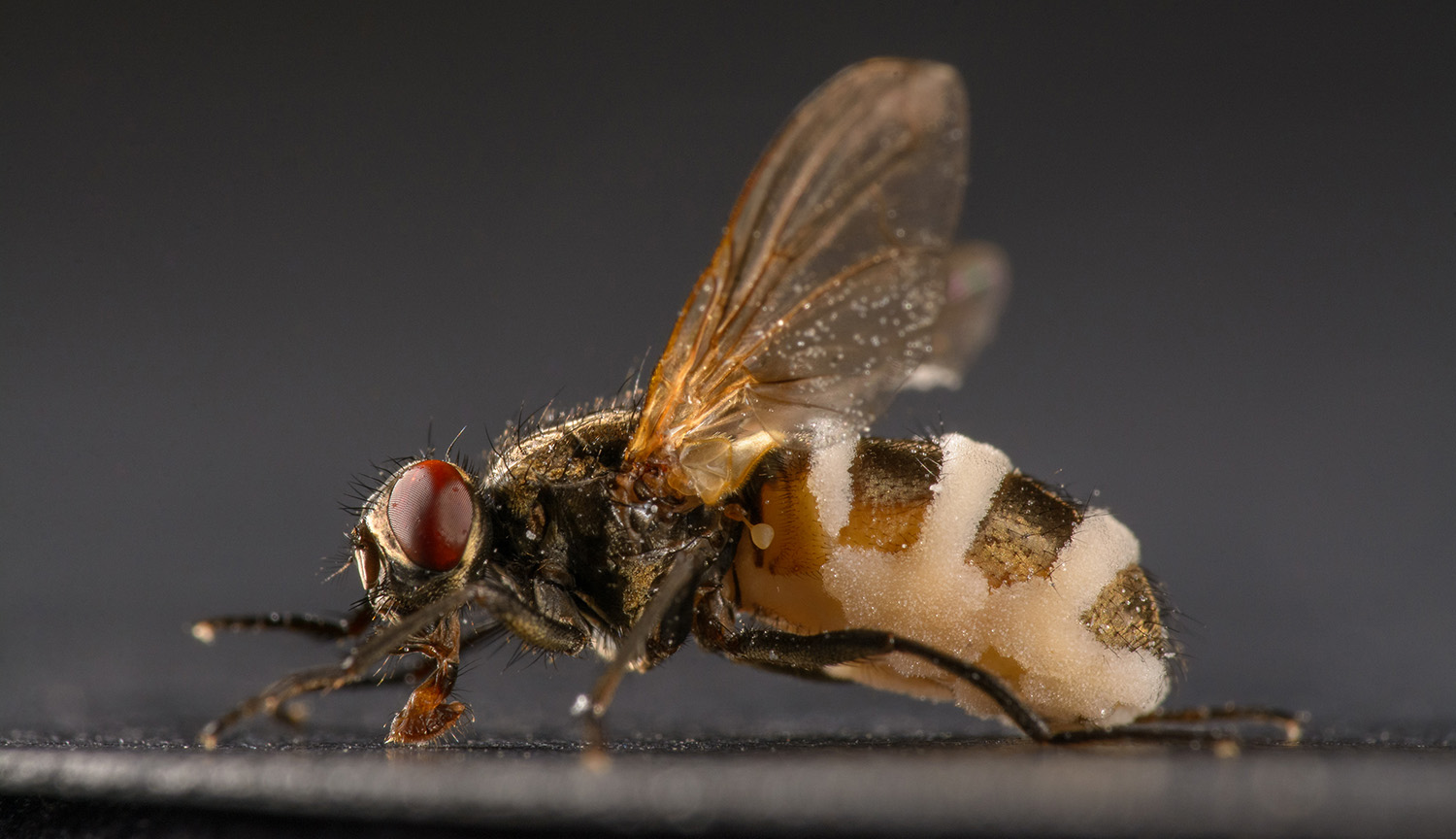 Photograph of a dead house fly infected with Entomophthora muscae with elevated wings and a black and white striped appearance to its abdomen. It has dark, ruby-red eyes and is placed on a flat surface and photographed on a dark background.